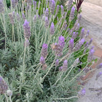 Pack 2 Lavender Live Plants 4-8 Inches, Hardy Fragrant Perennial Outdoor Herb Plant (Creek Lavender)