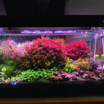 Set 300 Aquarium Grass Plant Seeds for Planting, Mix Aquarium Seeds, Ground Cover Freshwwater Grass Aquatic Seed Planting