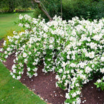 Mock Orange Shrub in Quart Pot, 6-12 Inches Tall, Fragrant Flowering Shrub, Easy Grow Garden Plants