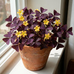 Set of 3 Purple Oxalis Plants Live, Oxalis Triangularis Shamrock Plants, 4 to 8 Inches for Hanging Basket, Container Growing