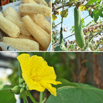 Luffa Plant, 4 Inch Pot Loofah Gourd Vine for Garden Planting, 4–8” Tall Starter Vegetable Plant