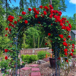 Roses Live Plant, Climbing Rose Plant Live from 5'' Tall, Bush Shrub Plants, Fragrant Flower Garden (Don Juan Red)