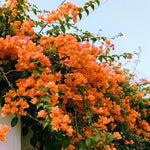 2 Bougainvillea Live Plants, Tropical Bougainvillea Flowering Vine, Fast Growing Outdoor and Container Plant, 4-8'' Tall (Deep Orange Blooms)