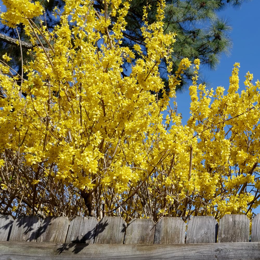 2 Lynwood Gold Forsythia Plants Bareroots 6 to 12 Inch Tall, Yellow Forsythia Plant Live for Planting, Fragrant Forsythia Bush Shrub