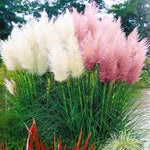 2 Mix Pampas Grass Plants Live, 5-9 Inch Tall, Ornamental Grass Live Plants for Outdoor Landscaping