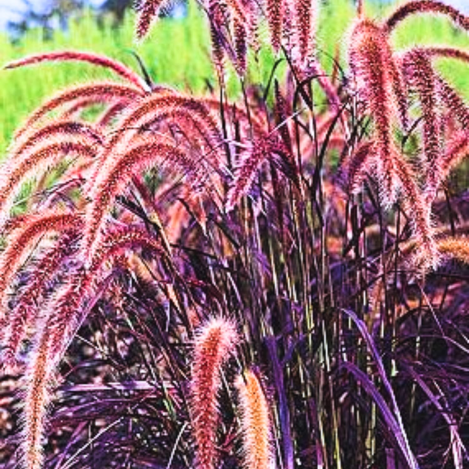 4 Red Purple Fountain Grass Plants Live, Ornamental Grass Live Plants, Purple Grass Great for Borders, Containers, 5-9 Inch Height