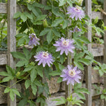 2 Passiflora Incarnata Maypop Live Plants, Purple Passion Flower Vines, 4-6'' Tall, Outdoor Vine for Patio, Garden, Containers