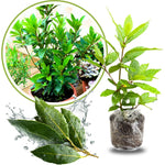 Sweet Bay Laurel Plant Live, Laurus Nobilis Bay Leaf Tree, 5-9" Tall, Fragrant Herb