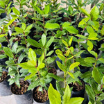 2 Bay Leaf Plants Live, Laurus Nobilis Sweet Bay Laurel Live Plants, 4-9" Tall, Fragrant Herb Indoor Outdoor