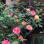 Climbing Roses Live Plants, Golden Orange Rose Climbing Bushes for Planting, No Pot, Cut Back, Well Rooted, No Leaf for Planting