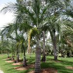 Live Palm Tree Plant in 3 Gallon Pot, No CA, Large Fully Rooted Size, Ready to Plant for Home Décor Indoor Outdoor Landscape, Rare Palm Trees, Feather-leafed Palm