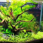 200 Aquarium Grass Plant Seeds for Planting, Mix Aquarium Seeds, Ground Cover Freshwwater Grass Seed
