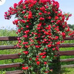 Climbing Roses Live Plants, Red Don Juan Rose Climbing Bushes for Planting, No Pot, Cut Back, Well Rooted, No Leaf for Planting