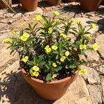 Yellow Euphorbia Crown of Thorns Plant, Perennial Succulent Live Plant Indoor Outdoor 4-7 Inches