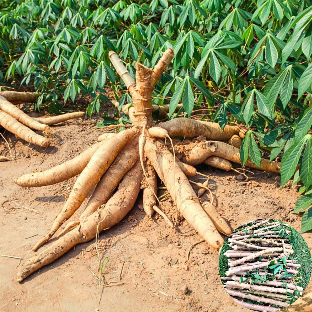 Pack 5 Yuca Cassava Cuttings, Sweet Manihot Stems Yuca Live Plant Cuttings for Planting, 5-7 Inches Tall