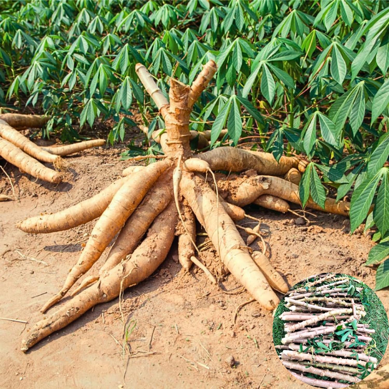 Pack 5 Yuca Cassava Cuttings, Sweet Manihot Stems Yuca Live Plant Cuttings for Planting, 5-7 Inches Tall