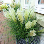 2 Dwarf Blue Pampas Grass Plants Live, 5-9 Inch Tall, Ornamental Grass Live Plants for Outdoor Landscaping