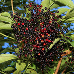 2 Black Elderberry Plants Live to Grow 6 to 12 Inch Tall, American Elderberries Bush, Berry Fruit Tree