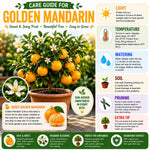 Grafted Golden Mandarin Plant Live, Tangerine Plant, Cold-Hardy Citrus Tree, 2-3 Feet Tall in Gallon Pot, Edible Sweet Fruit Tree for Garden
