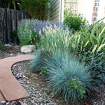 Set 2 Blue Fescue Grass Live Plant 4–7″ Tall, Silvery Blue Foliage, Ornamental Grass for Planting Outdoor