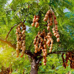 Sweet Tamarind Tree Live Plant, 2-3 Feet Tall in 1 Gallon Pot, Tropical Fruit Tree