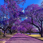 Jacaranda Tree for Planting, Purple Blue Flowering Jacaranda Tree Live Plant, 6-10'' Tall, Gardens and Landscapes Growing