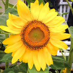 Live Yellow Sunflower Plant - 4-6" Tall Seedling in 4 Inch Pot