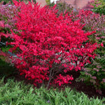 4 Red Burning Bush Bare Roots, 6-12 Inch Live Burning Shrubs, Ornamental Landscape Plants with Fall Color
