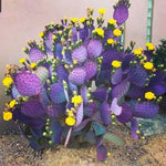Purple Prickly Pear Cactus Plant, 6-8 Inches Fully Rooted Cactus Plants, Colorful Cactus for Indoor Outdoor Gardens and Containers