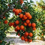 Orange Tree Live Plant, Red Navel Orange Plant Live, 1 Gallon Pot, Citrus Fruits Tree Garden, No Ship to CA