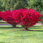 4 Red Burning Bush Bare Roots, 6-12 Inch Live Burning Shrubs, Ornamental Landscape Plants with Fall Color