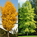 5 Dormant Ginkgo Biloba Trees Live Plants, 6 to 12 Inc Tall Ginkgo Trees Seedlings, Bare Roots, Very Cold Hardy