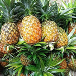 3 Gold Pineapple Plants Live for Growing 5 to 8 Inch Height, Sweet Pineapple Fruit Tree Live Plant Home Garden
