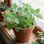 Set 3 Catnip Live Plants, Starter Herb Plants 4-7 Inches, Perennial Catnip for Outdoor Garden