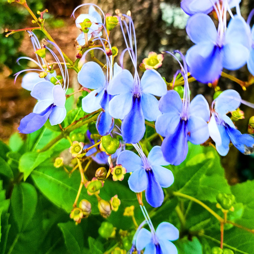 Blue Butterfly Clerodendrum Plant Live, 5-9" Tall Tropical Flowering Shrub, Clerodendrum Vine
