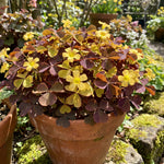 Pack 2 Oxalis Triangularis Plants Live, Purple Shamrock Plants Well Rooted for Growing Indoor Outdoor, Ornamental Oxalis 4-9 Inches