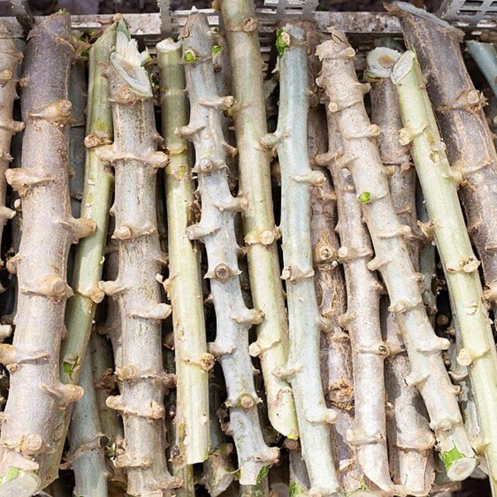 Yuca Live Plant Grown from Cuttings, Potted Yuca Cassava Sweet Manihot 6-9 Inches Tall Sticks, Yucca Manihot Live Plant in Pot for Planting, No CA