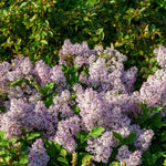 2 Pots Lilac Live Shrub Plant, Hardy Fragrant Flowering Bush for Outdoor Planting, 6-12 Inch Tall (Lavender)