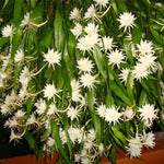 Queen of The Night Cactus Plant Live, Epiphyllum Oxypetalum Plant, 4 Inc Pot, 4 to 5 Inc Long, White Flower