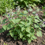 2 Catnip Plants Live 4–7" Tall, Live Fragrant Herb Garden Plants for Patio, Containers Growing, Hardy Outdoor Plant