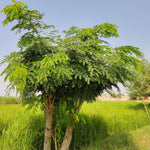 Live Moringa Oleifera Plant, 4 to 8 Inches Tall, Outdoor Tree