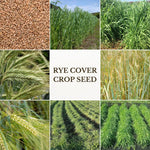 4 Lbs Rye Grass Seeds for Lawn, Rye Cover Crop Seeds for Outdoor Planting, Fast-Growing Grass Seed