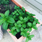 Set of 2 Lemon Balm Plants Live 4-6 Inches, Well Rooted Herbs Plants, Easy Grow, Outdoor and Container Planting