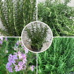 2 Trailling Rosemary Plants Live Size 5-9" Fast Growing, Fragrant Rosemary Live Plant Herb Plant for Indoor, Outdoor Garden