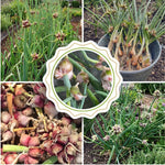 5 Egyptian Walking Onions Plants, Egyptian Onions Plant for Planting