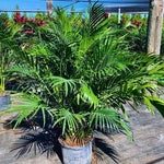 Palm Tree Live Plant Indoor Outdoor, Rare Succulent Palm Houseplant for Indoor or Outdoor Growing, 1 Gallon Pot, Dwarf