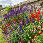 3 Mixed Salvia Sage Plants 4–7" Tall, Perennial Live Flowering Garden Plants for Outdoor Growing, Vibrant Salvia Plant Starter