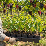 Black Muscadine Grape Live Plant, Grape Plant, 6-12 Inch Tall, 4 Inch Pot