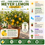 Grafted Meyer Lemon Tree Live Plant, Sweet Lemon Citrus Tree 2-3 Ft Tall, Edible Fruit, Lemon Plant for Outdoor Garden