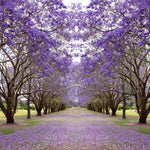 Live Jacaranda Tree Plant, Purple Blue Flowering Jacaranda, 6-10 Inches Tall for Indoor or Outdoor Gardens